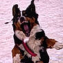 Ouna participe au concours pour gagner de l'argent avec cette photo : dog, jumping, snow, outdoor, animal, pet, fur, collar, playful, happy, mouth_open, ears_up, winter, active, canine, nature, snowy_ground, energetic, excited, fur_pattern