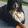 dog, bernese_mountain_dog, black_fur, white_fur, brown_fur, crossed_paws, outdoor, patio, tile_floor, relaxed, large_dog, fluffy, pet, canine, animal, sunlight, smiling, fur, muzzle, ears