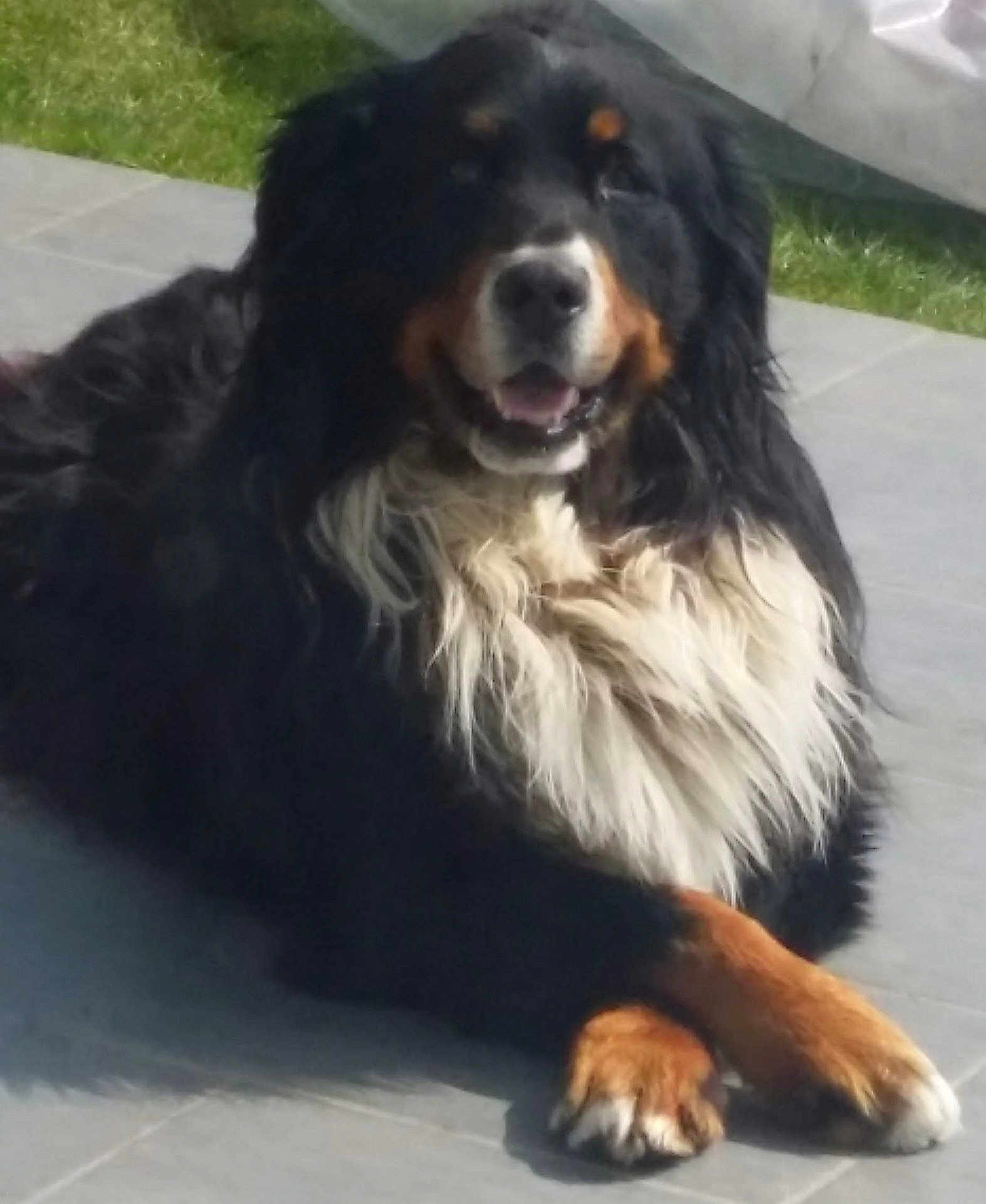 Ouna a rejoint le concours — aidez-le/la à gagner de superbes lots ! dog, bernese_mountain_dog, black_fur, white_fur, brown_fur, crossed_paws, outdoor, patio, tile_floor, relaxed, large_dog, fluffy, pet, canine, animal, sunlight, smiling, fur, muzzle, ears