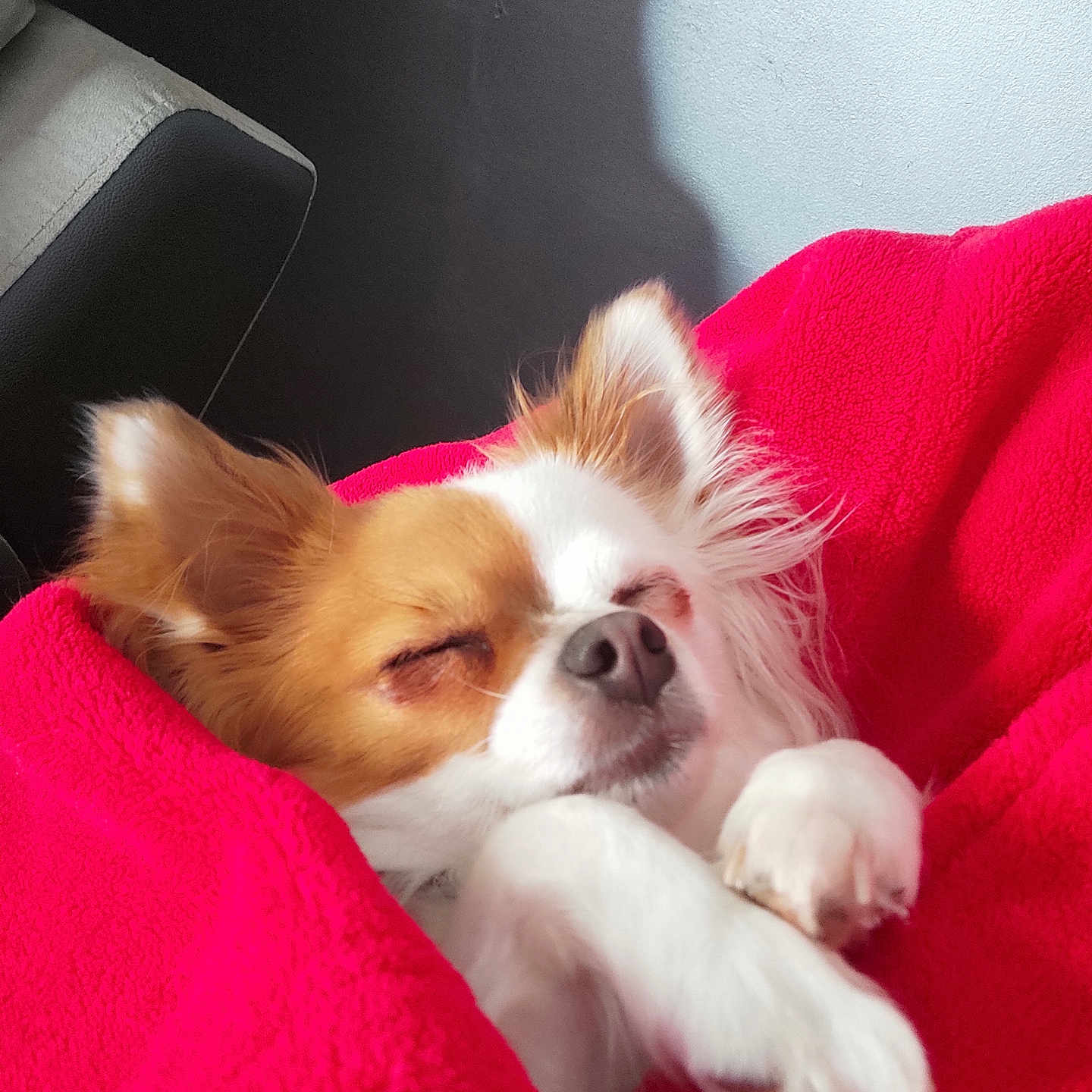 Sya participe au concours pour gagner de l'argent avec cette photo : animal, brown_fur, comfort, couch, cozy, cute, dog, fur, indoor, napping, paw, peaceful, pet, red_blanket, relaxed, resting, sleeping, small_dog, snug, white_fur