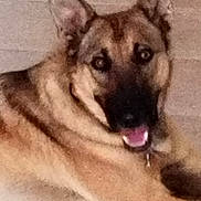 Ranger a rejoint le concours — aidez-le/la à gagner de superbes lots ! dog, german_shepherd, pet, animal, canine, lying_down, ears, tongue, close_up, face, fur, muzzle, alert, indoor, brown, black, happy, domestic_animal, portrait, companion