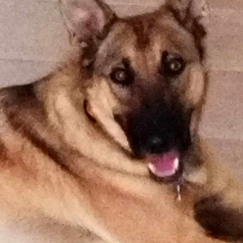 Ranger a rejoint le concours — aidez-le/la à gagner de superbes lots ! dog, german_shepherd, pet, animal, canine, lying_down, ears, tongue, close_up, face, fur, muzzle, alert, indoor, brown, black, happy, domestic_animal, portrait, companion