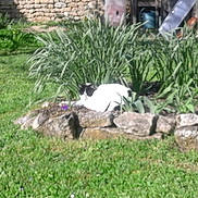 Mimine a rejoint le concours — aidez-le/la à gagner de superbes lots ! cat, garden, grass, plants, stone_wall, flower_bed, outdoor, black_and_white_cat, nature, relaxing, sunlight, greenery, stone_border, animal, pet, daytime, flora, feline, resting, yard