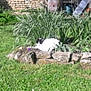 cat, garden, grass, plants, stone_wall, flower_bed, outdoor, black_and_white_cat, nature, relaxing, sunlight, greenery, stone_border, animal, pet, daytime, flora, feline, resting, yard