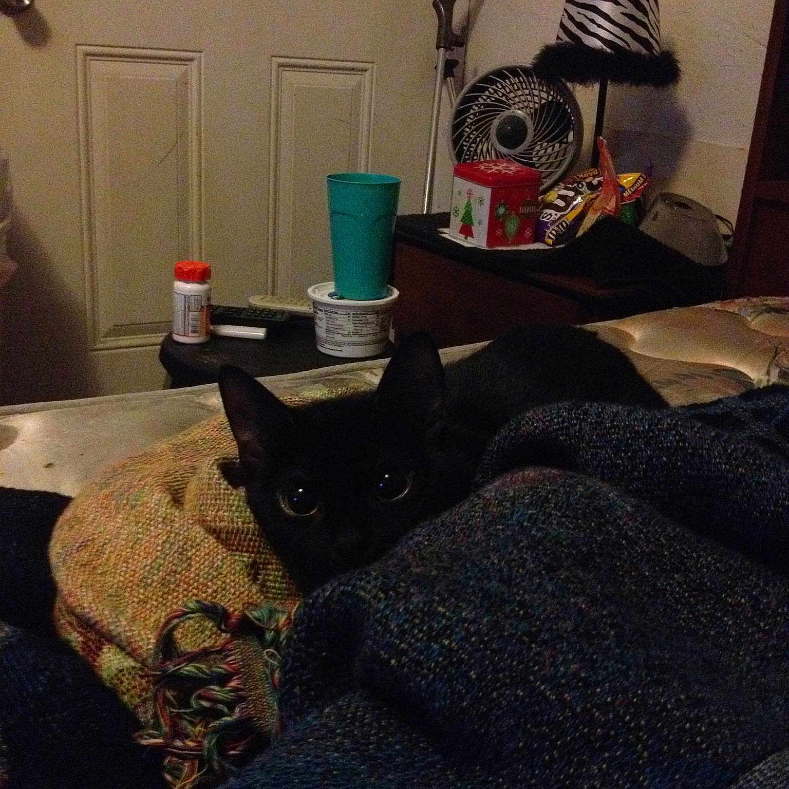 Luna joined the competition — help win amazing prizes!