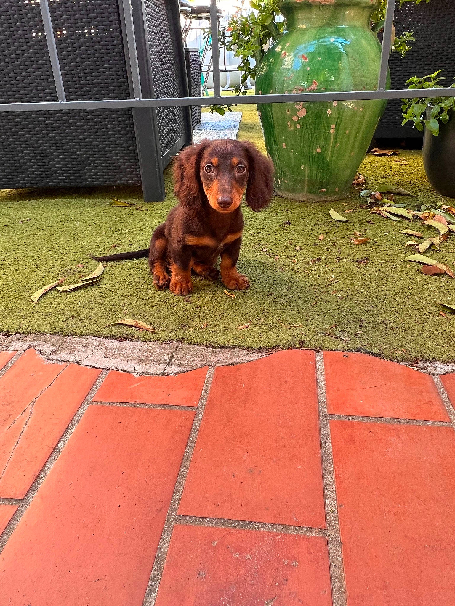 Oslo participe au concours pour gagner de l'argent avec cette photo : automotive_tire, brick, brickwork, carnivore, collar, companion_dog, dog, dog_breed, fawn, flooring, grass, liver, plant, road_surface, sidewalk, snout, tire, vertebrate, wheel, working_animal