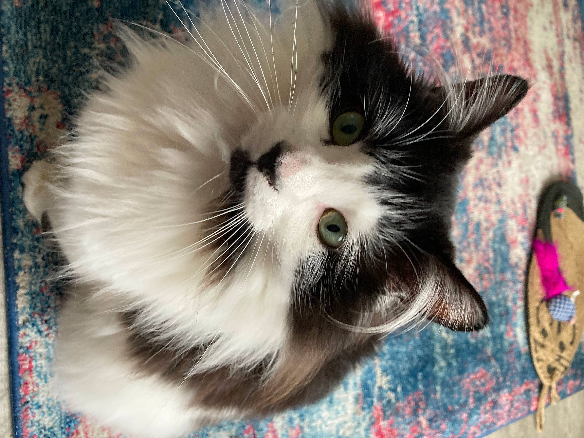 Bubbles joined the competition — help win amazing prizes! art, carnivore, cat, claw, domestic_short_haired_cat, felidae, fur, paw, small_to_medium_sized_cats, snout, tail, terrestrial_animal, whiskers