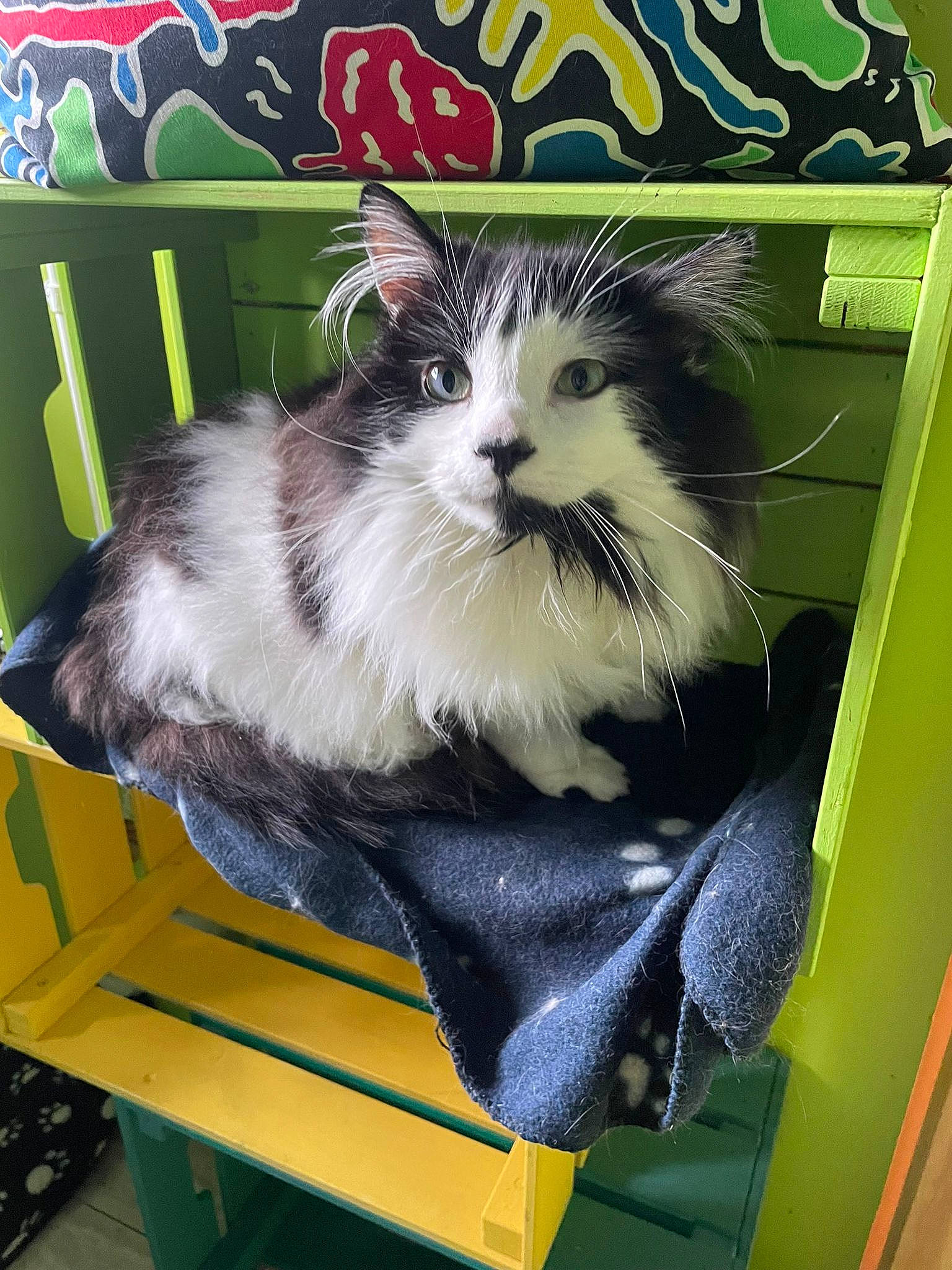 Bubbles joined the competition — help win amazing prizes! box, carnivore, cat, cat_supply, felidae, fur, pet_supply, small_to_medium_sized_cats, terrestrial_animal, whiskers