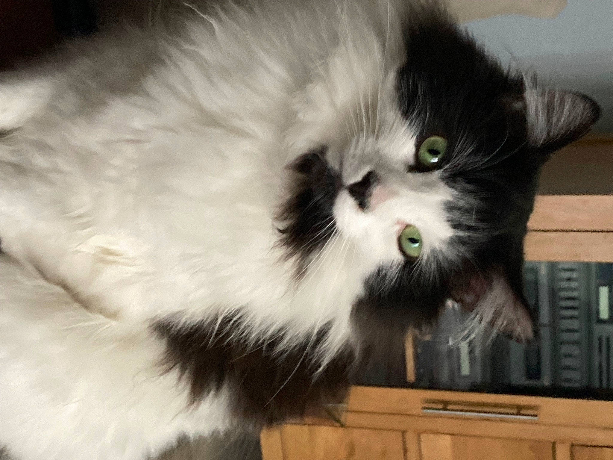 Bubbles joined the competition — help win amazing prizes! british_longhair, cabinetry, carnivore, cat, computer_monitor, domestic_short_haired_cat, drawer, felidae, fur, paw, persian, shelf, small_to_medium_sized_cats, snout, tail, television, whiskers