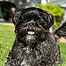 dog, black_dog, pet, grass, outdoor, sunlight, happy, smiling, fur, animal, canine, portrait, playful, nature, greenery, small_dog, cute, friendly, daylight, background_blur