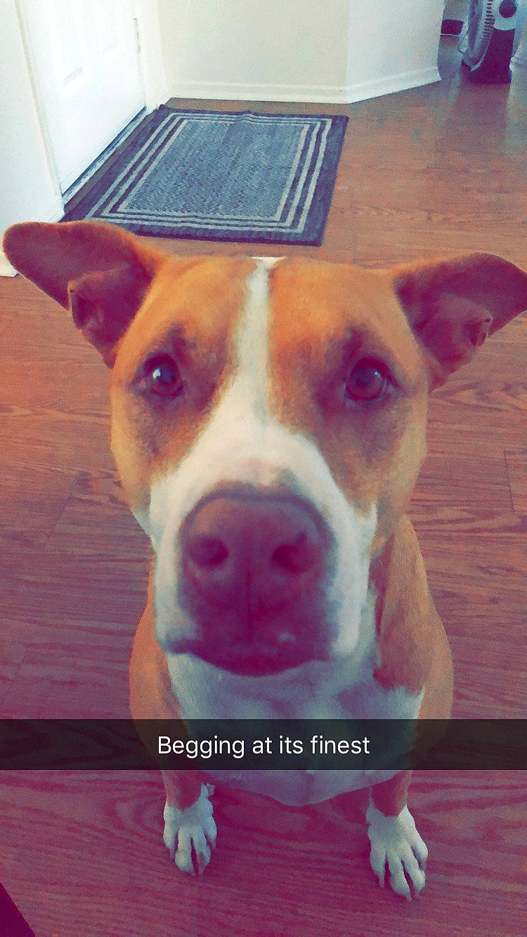 Liberty Aka Libby joined the competition — help win amazing prizes! american_pit_bull_terrier, american_staffordshire_terrier, canidae, carnivore, dog, dog_breed, ear, fawn, feist, mammal, non_sporting_group, nose, photo_caption, pit_bull, rare_breed_dog, snout, street_dog, whiskers