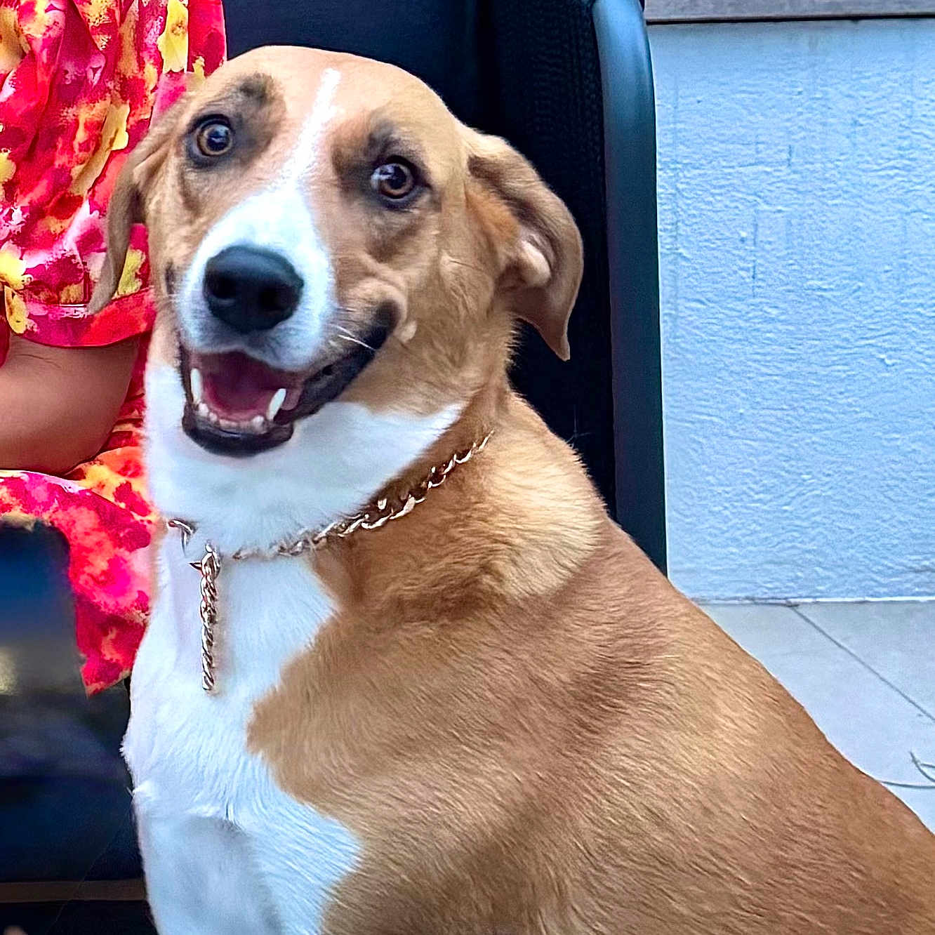 Snooky participe au concours pour gagner de l'argent avec cette photo : animal, brown_and_white, canine, chair, collar, companion, dog, domestic, floral_dress, friendly, fur, golden_chain, happy, outdoor, person, pet, pool, portrait, seated, smiling