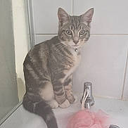 Charlie is registered to the contest to win money with this photo: cat, tabby_cat, sink, bathroom, pink_bath_sponge, tile_wall, curious, pet, domestic_animal, collar, indoor, feline, fur, whiskers, tail, young_cat, closeup, seated, household, cleaning_accessory