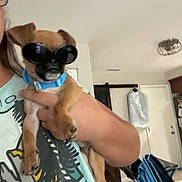 Chug is registered to the contest to win money with this photo: dog, sunglasses, blue_collar, person, hand, indoor, tshirt, furniture, garment_bag, stroller, wall, door, ceiling_light, floor, holding, pet, small_dog, brown_dog, accessory, cool