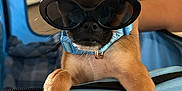 Chug is registered to the contest to win money with this photo: dog, puppy, sunglasses, blue_collar, pet, animal, cute, small_dog, brown_fur, indoor, paw, face, nostrils, ears, closeup, relaxing, fashion, accessory, pet_carrier, hand