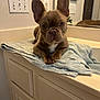 Honey is registered to the contest to win money with this photo: animal, bathroom, counter, curious, cute, dog, ears, french_bulldog, fur, indoor, light_switch, mirror, paws, pet, puppy, reflection, resting, snout, towel, young