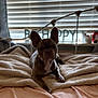 animal, bed, blanket, brown_dog, cozy, cute, decor, dog, domestic_animal, ears, french_bulldog, fur, furniture, home, indoor, laying_down, pet, portrait, resting, window_blinds