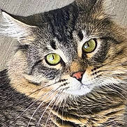Squish joined the competition — help win amazing prizes! cat, tabby_cat, close_up, green_eyes, whiskers, fur, pet, animal, cute, mammal, face, looking, pink_nose, portrait, domestic_cat, feline, indoor, focused, detailed, fluffy