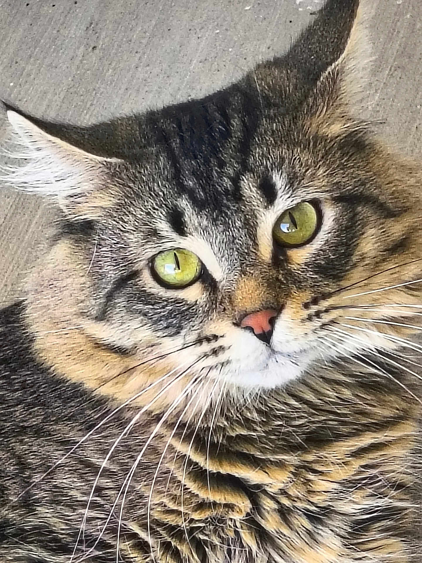 Squish joined the competition — help win amazing prizes! cat, tabby_cat, close_up, green_eyes, whiskers, fur, pet, animal, cute, mammal, face, looking, pink_nose, portrait, domestic_cat, feline, indoor, focused, detailed, fluffy