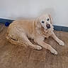 animal, blue_baseboard, calm, canine, companion, cute, dog, domestic, flooring, fur, golden_retriever, indoor, looking, lying_down, mammal, pet, resting, toy, white_wall, wooden_floor