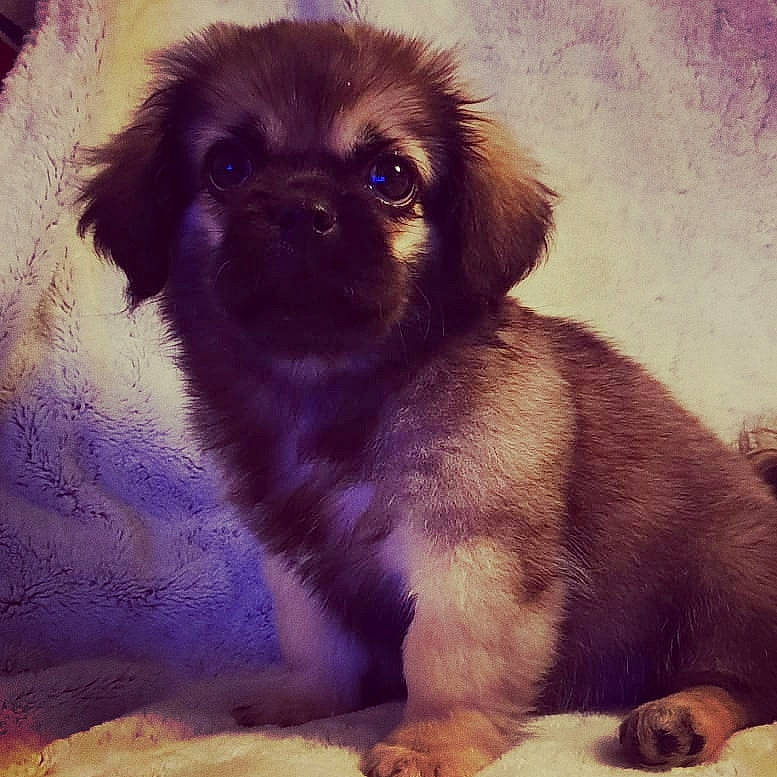 Oprah participe au concours pour gagner de l'argent avec cette photo : ancient_dog_breeds, canidae, carnivore, chinese_imperial_dog, companion_dog, dog, dog_breed, fawn, japanese_chin, liver, mammal, pekapoo, pekingese, puppy, puppy_love, shih_tzu, snout, sporting_group, tibetan_spaniel, whiskers