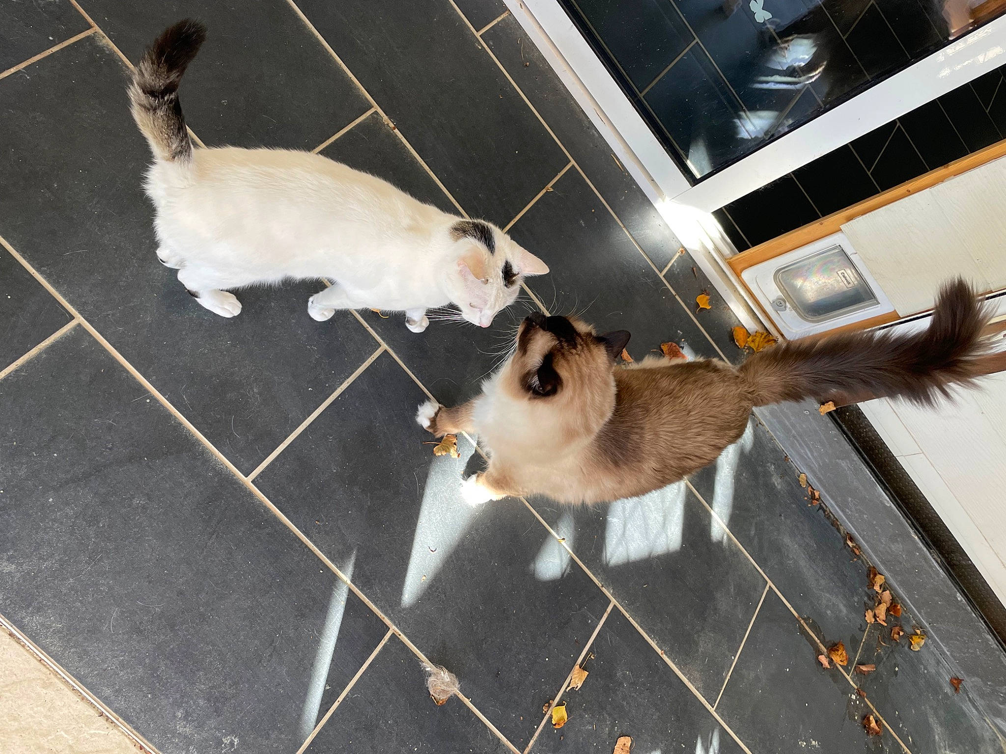 Jesse James a rejoint le concours — aidez-le/la à gagner de superbes lots ! canidae, carnivore, cat, collar, companion_dog, dog_breed, fawn, felidae, flooring, fur, line, mammal, pet_supply, small_to_medium_sized_cats, snout, sporting_group, tail, vertebrate, whiskers, wood