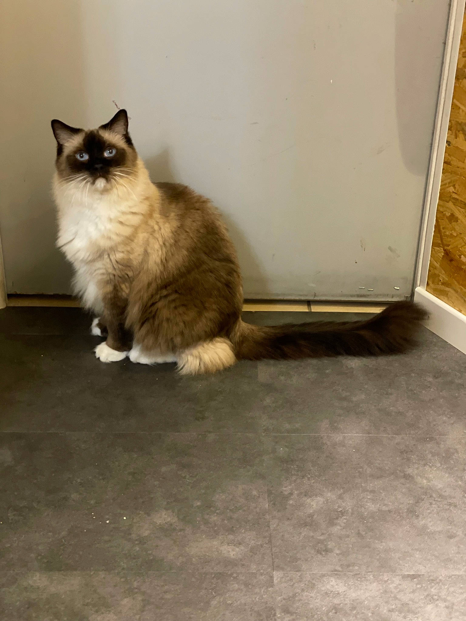 Jesse James a rejoint le concours — aidez-le/la à gagner de superbes lots ! asphalt, balinese, carnivore, cat, domestic_short_haired_cat, fawn, felidae, floor, flooring, fur, gas, road_surface, siamese, sitting, small_to_medium_sized_cats, snout, tail, thai, whiskers, wood