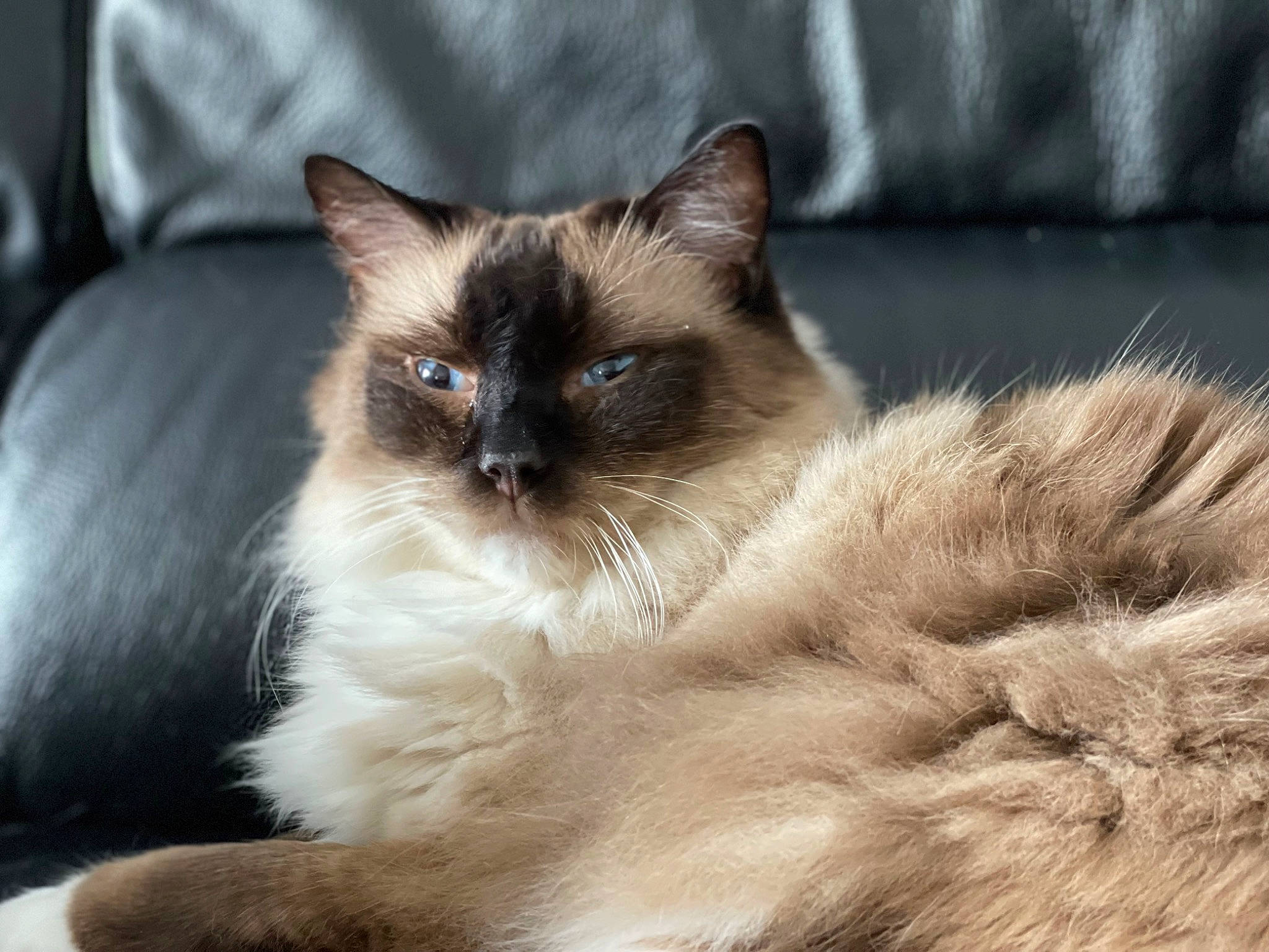 Jesse James a rejoint le concours — aidez-le/la à gagner de superbes lots ! balinese, birman, carnivore, cat, claw, comfort, eye, fawn, felidae, fur, ragdoll, siamese, small_to_medium_sized_cats, snout, tail, terrestrial_animal, thai, tonkinese, whiskers, wildlife