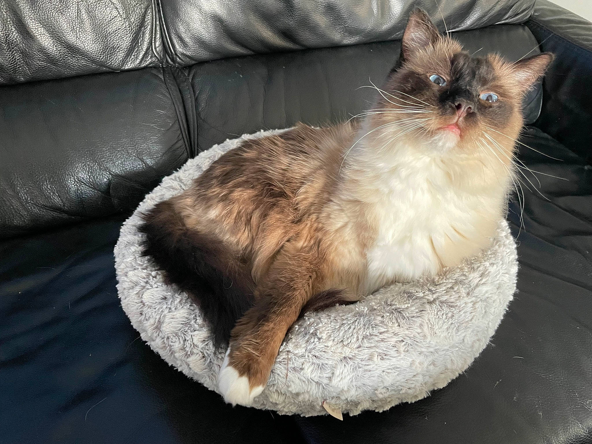 Jesse James a rejoint le concours — aidez-le/la à gagner de superbes lots ! box, carnivore, cat, cat_supply, claw, comfort, couch, domestic_short_haired_cat, fawn, felidae, foot, fur, paw, sitting, small_to_medium_sized_cats, snout, tail, whiskers, window