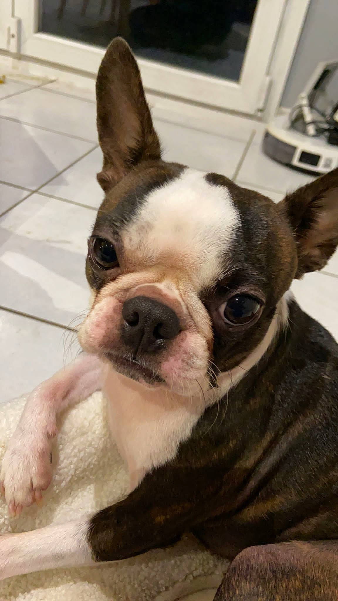 Starmania a rejoint le concours — aidez-le/la à gagner de superbes lots ! boston_terrier, bulldog, canidae, carnivore, comfort, companion_dog, dog, dog_breed, ear, eye, face, fawn, french_bulldog, snout, sporting_group, terrestrial_animal, toy_dog, whiskers, working_animal, wrinkle