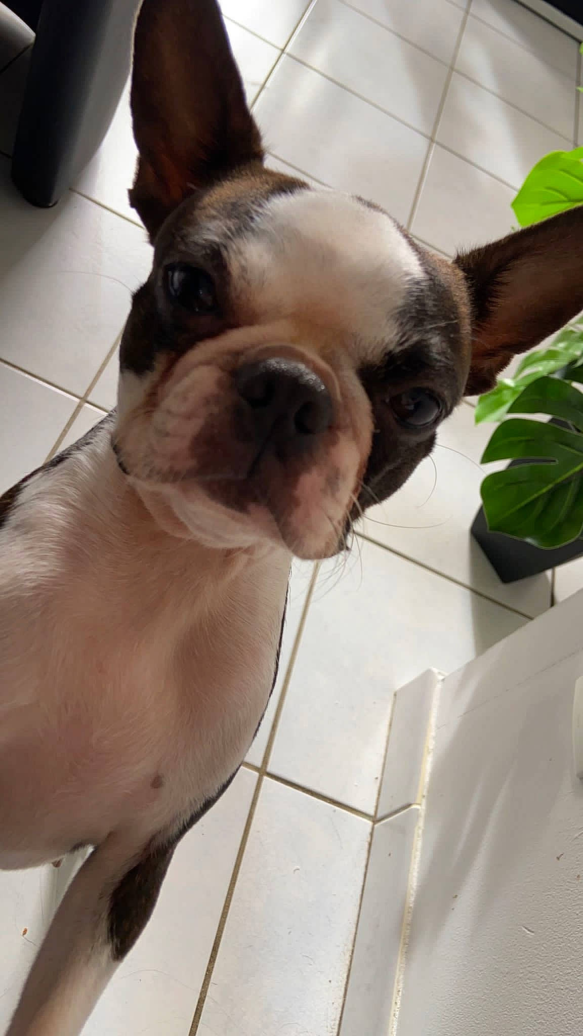 Starmania participe au concours pour gagner de l'argent avec cette photo : boston_terrier, bulldog, carnivore, collar, companion_dog, dog, dog_breed, dog_collar, ear, fawn, flooring, flowerpot, fur, pet_supply, plant, snout, terrestrial_animal, whiskers, working_animal, wrinkle