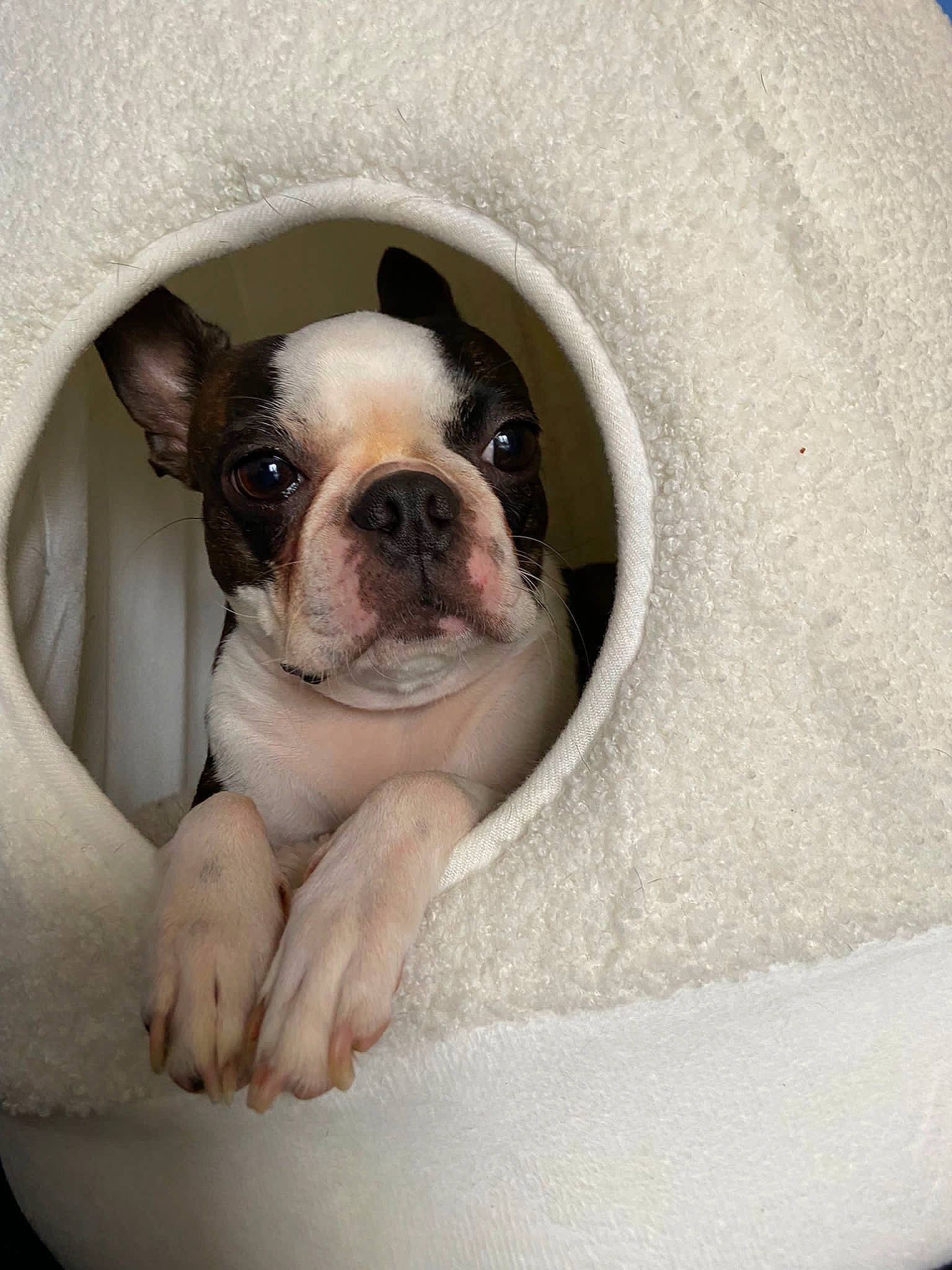 Starmania participe au concours pour gagner de l'argent avec cette photo : bulldog, canidae, carnivore, comfort, companion_dog, dog, dog_breed, fawn, non_sporting_group, snout, sporting_group, terrestrial_animal, toy_dog, whiskers, window, working_animal, wrinkle