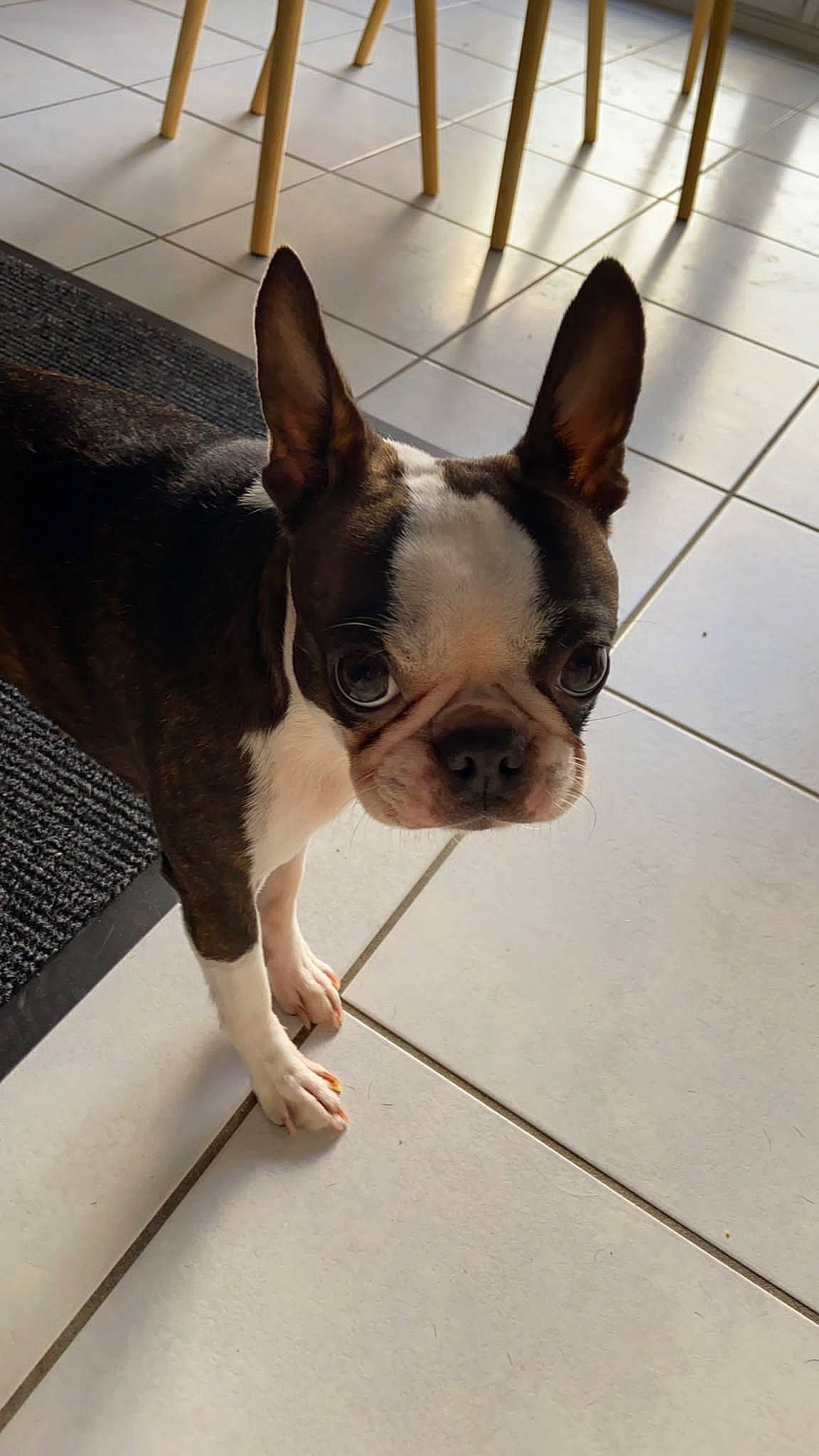 Starmania a rejoint le concours — aidez-le/la à gagner de superbes lots ! boston_terrier, bulldog, canidae, carnivore, comfort, companion_dog, dog, dog_breed, ear, fawn, flooring, french_bulldog, snout, sporting_group, tail, terrestrial_animal, toy_dog, whiskers, wood, working_animal