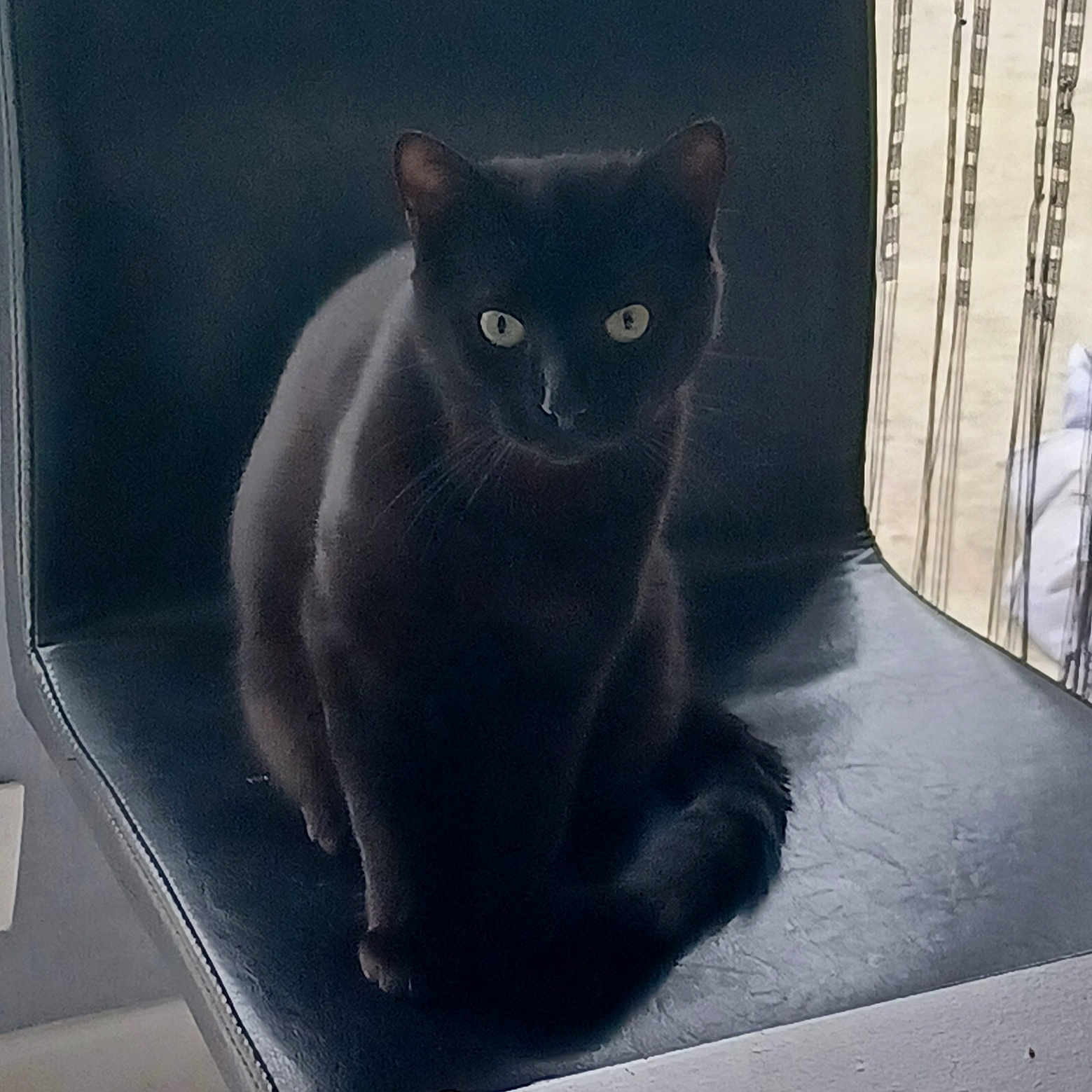Titi a rejoint le concours — aidez-le/la à gagner de superbes lots ! abyssinian, animal, blackcat, cat, chair, egyptiancat, furniture, kitten, manx, pet