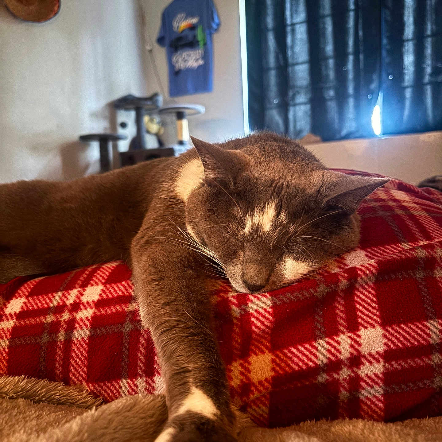 Frankie joined the competition — help win amazing prizes! cat, sleeping, brown_cat, pet, animal, bed, blanket, plaid, cozy, bedroom, indoor, sunlight, window, curtains, cat_tree, whiskers, paw, relaxed, resting, portrait