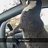 Frankie joined the competition — help win amazing prizes! cat, black_and_white, animal, pet, car, driver_seat, steering_wheel, vehicle, indoor, portrait, sitting, standing, fur, whiskers, ears, paws, dashboard, window, autumn, text_overlay