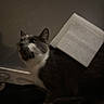 Frankie is registered to the contest to win money with this photo: cat, feline, gray_cat, white_chest, pet, animal, sitting, indoors, couch, cushion, home, dim_lighting, portrait, close_up, whiskers, ears, eyes, fur, blurry, cozy