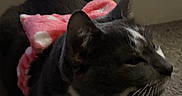 Frankie joined the competition — help win amazing prizes! cat, black_and_white, sleepy, cozy, blanket, pink, hearts, carpet, indoor, pet, feline, whiskers, ears, fur, tuxedo_cat, lying_down, relaxed, portrait, close_up, home
