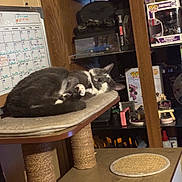 Frankie joined the competition — help win amazing prizes! cat, sleeping, gray_cat, white_cat, curled_up, pet, indoors, cat_tree, scratching_post, platform, shelves, collectibles, toys, figurines, calendar, room, cozy, nap, furniture, home_decor