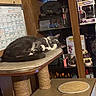 cat, sleeping, gray_cat, white_cat, curled_up, pet, indoors, cat_tree, scratching_post, platform, shelves, collectibles, toys, figurines, calendar, room, cozy, nap, furniture, home_decor