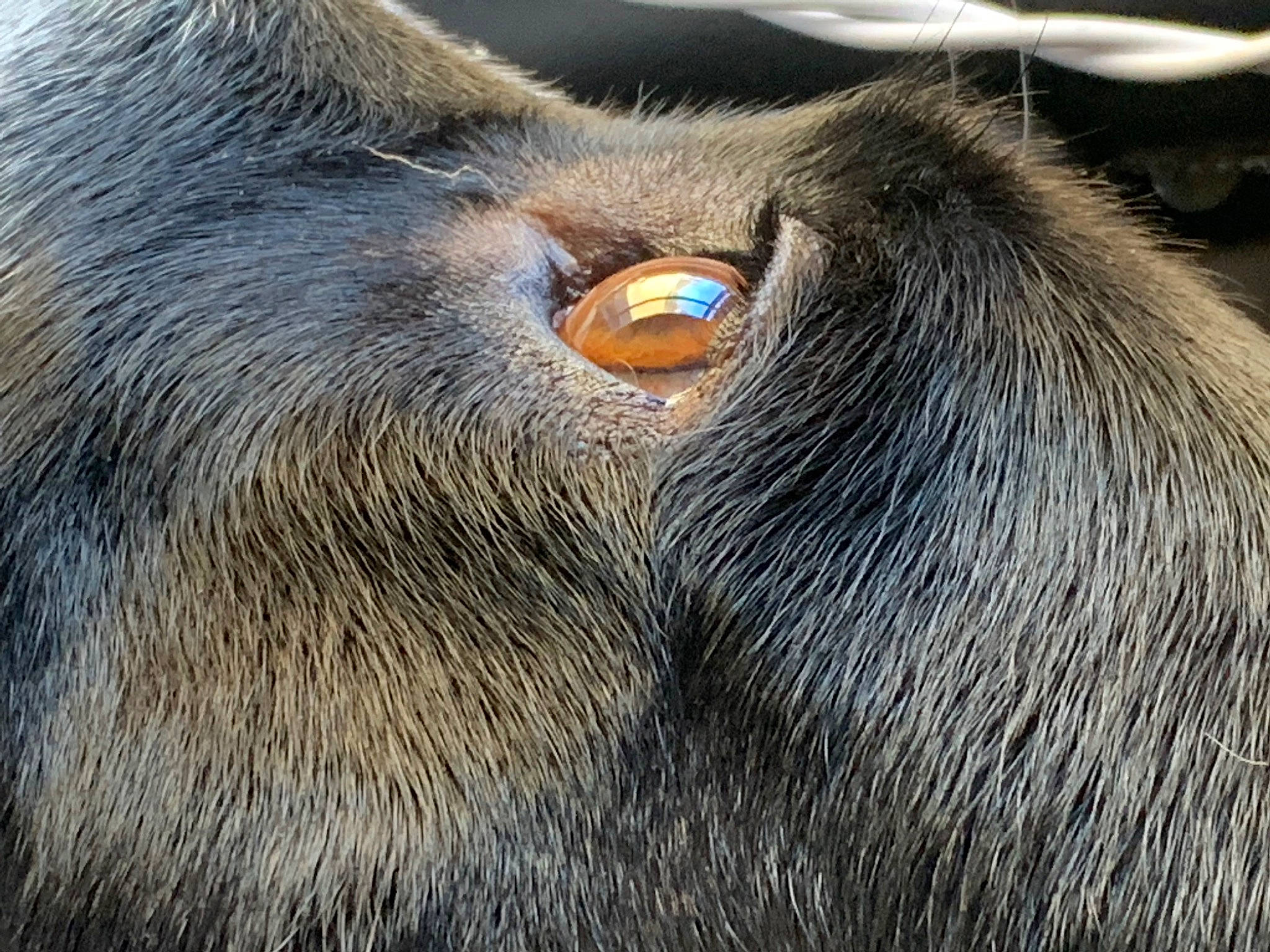 Oreo is registered to the contest to win money with this photo: carnivore, circle, close_up, electric_blue, eye, fawn, felidae, fur, hair, head, human_body, iris, liver, livestock, natural_material, snout, terrestrial_animal, whiskers, wildlife, working_animal