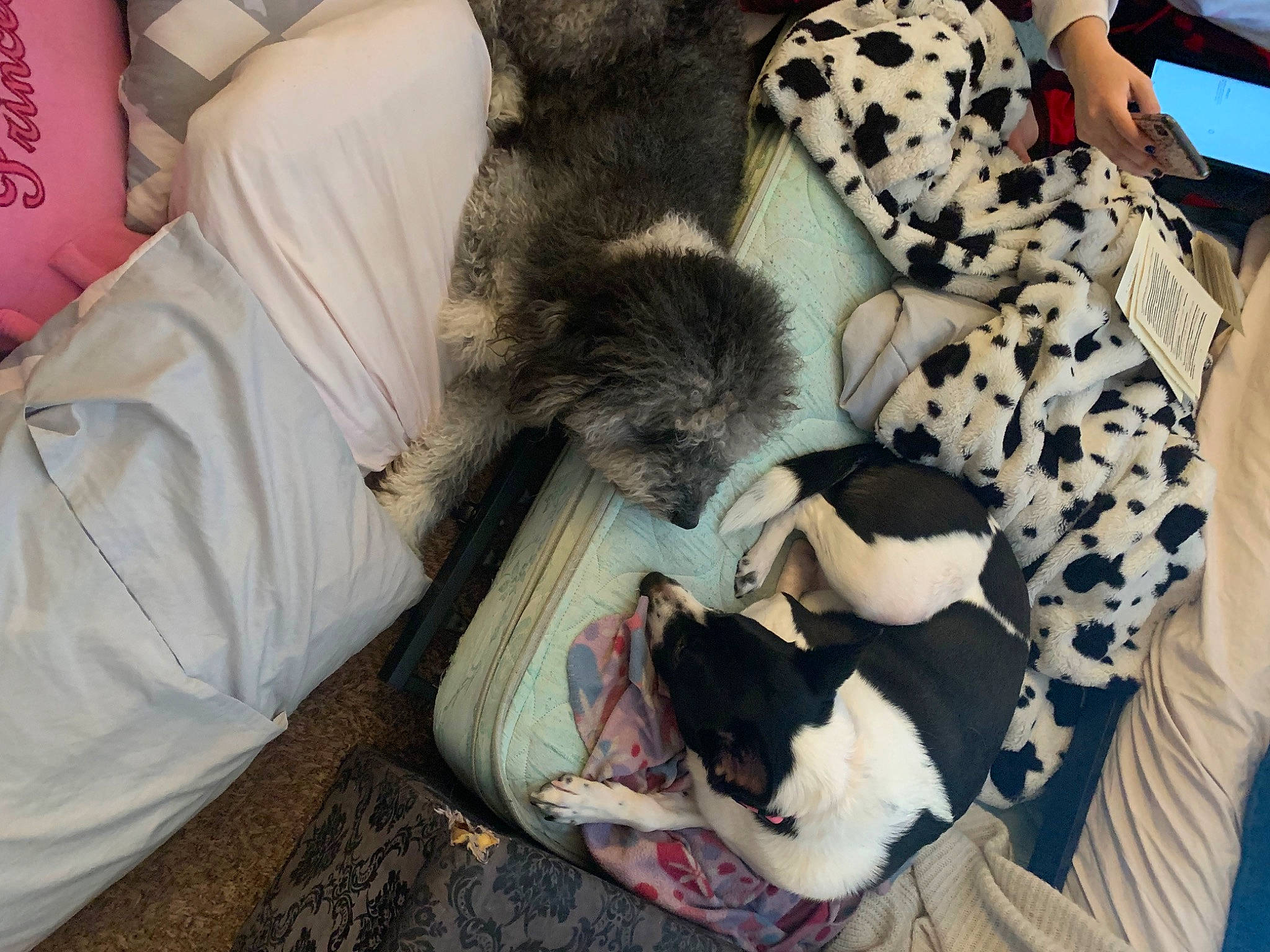 Oreo joined the competition — help win amazing prizes! canidae, carnivore, cat, comfort, companion_dog, couch, dog_breed, domestic_short_haired_cat, fawn, felidae, fur, lap, linens, mammal, small_to_medium_sized_cats, sporting_group, tail, textile, tree, whiskers