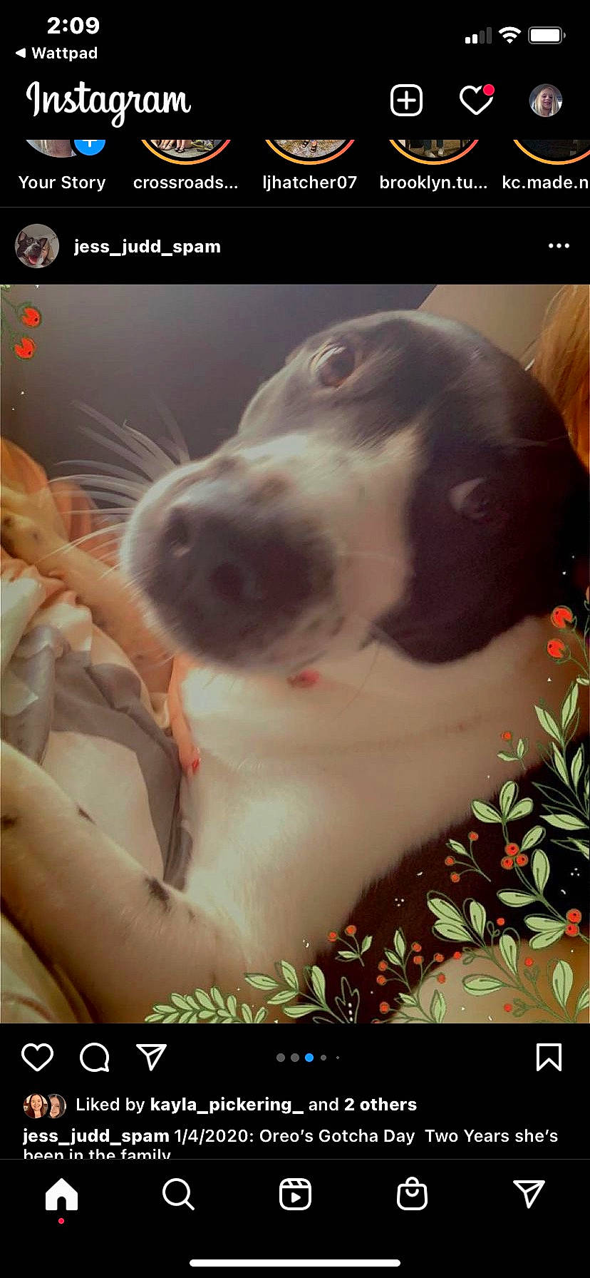 Oreo is registered to the contest to win money with this photo: adaptation, carnivore, companion_dog, display_device, dog, dog_breed, ear, font, fur, happy, mouth, organism, photo_caption, plant, rectangle, screenshot, snout, sporting_group, whiskers, working_animal