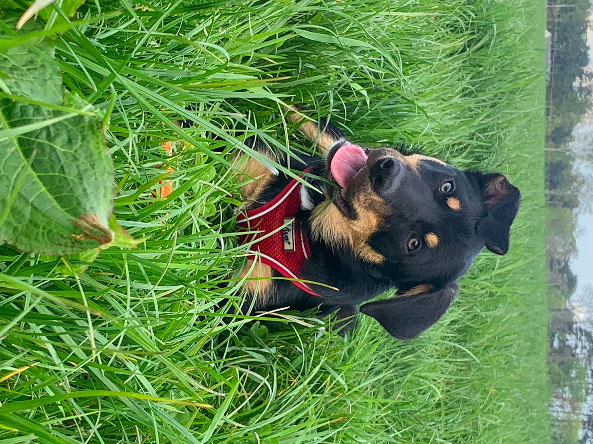 Zeus joined the competition — help win amazing prizes! canidae, carnivore, collar, companion_dog, dog, dog_breed, fawn, grass, groundcover, guard_dog, liver, plant, snout, sporting_group, terrestrial_animal, terrestrial_plant, terrier, tree, whiskers, working_animal