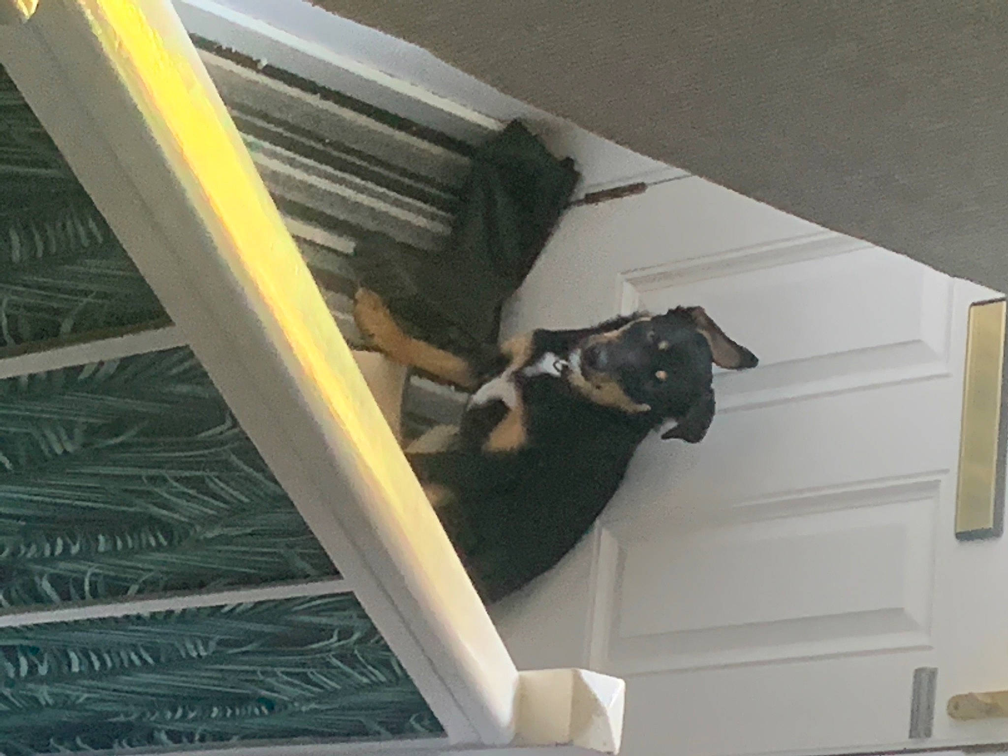 Zeus joined the competition — help win amazing prizes! aluminium, automotive_exterior, carnivore, ceiling, dog_breed, felidae, fixture, flooring, handrail, hardwood, metal, molding, room, shade, stairs, steel, tints_and_shades, vehicle_door, wood, working_animal