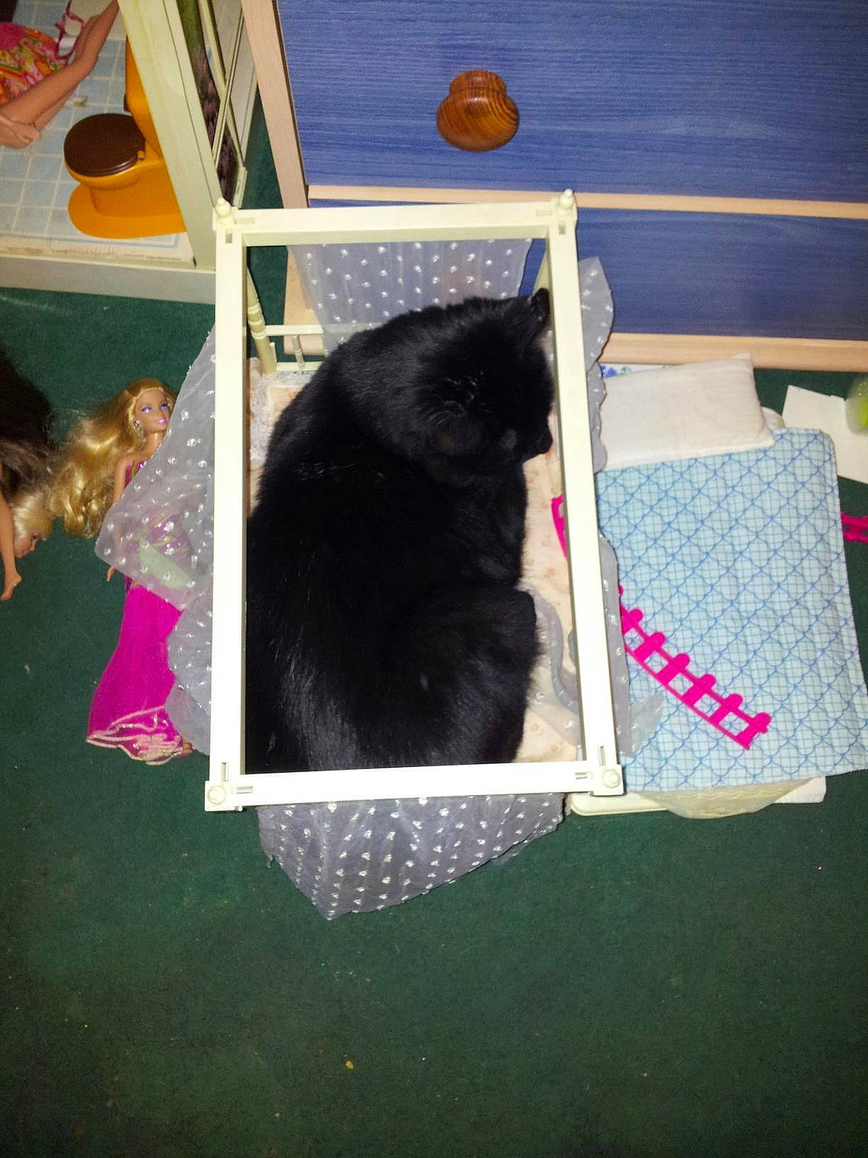 Kai is registered to the contest to win money with this photo: black_cat, carnivore, cat, felidae, small_to_medium_sized_cats, whiskers