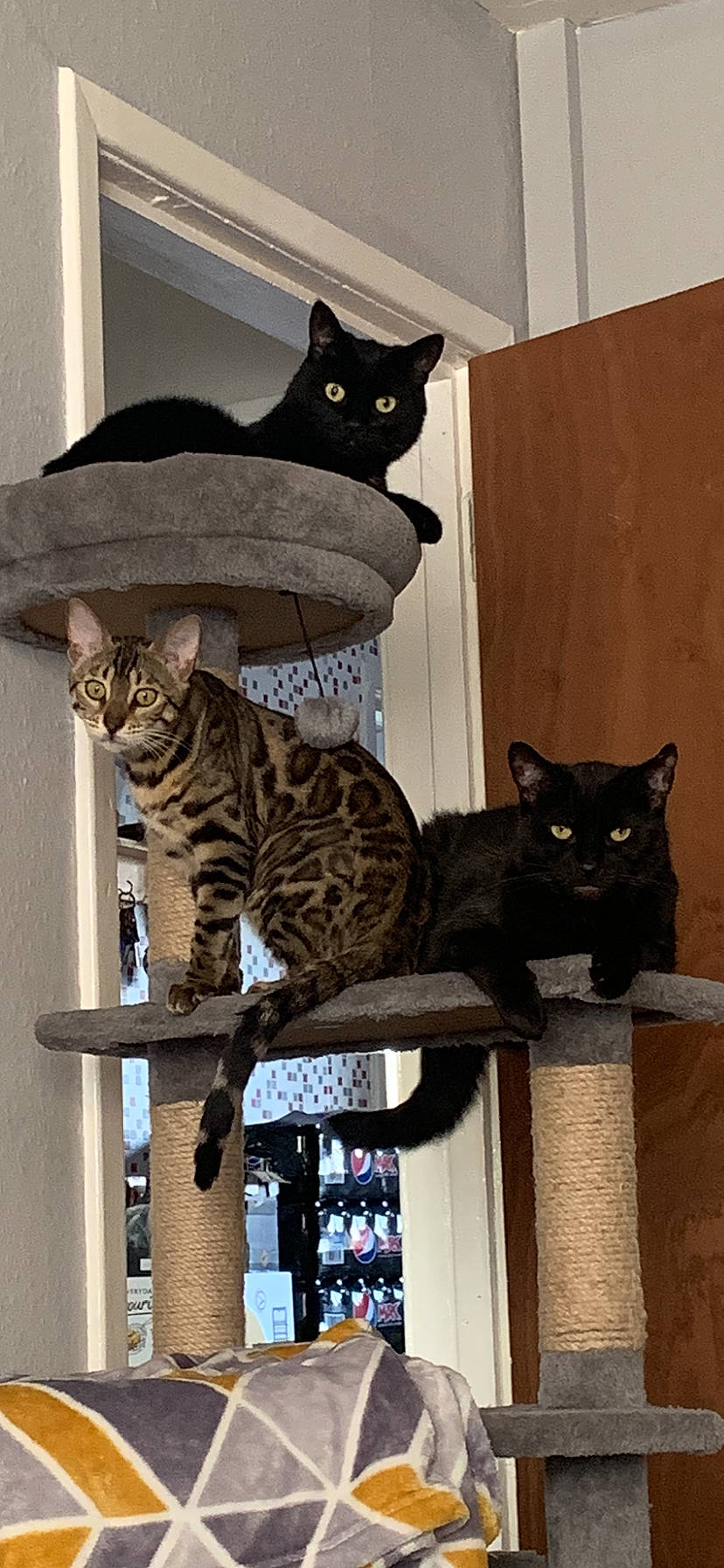 Kai joined the competition — help win amazing prizes! asian, black_cat, california_spangled, carnivore, cat, domestic_short_haired_cat, dragon_li, european_shorthair, felidae, mammal, ocicat, small_to_medium_sized_cats, vertebrate, whiskers