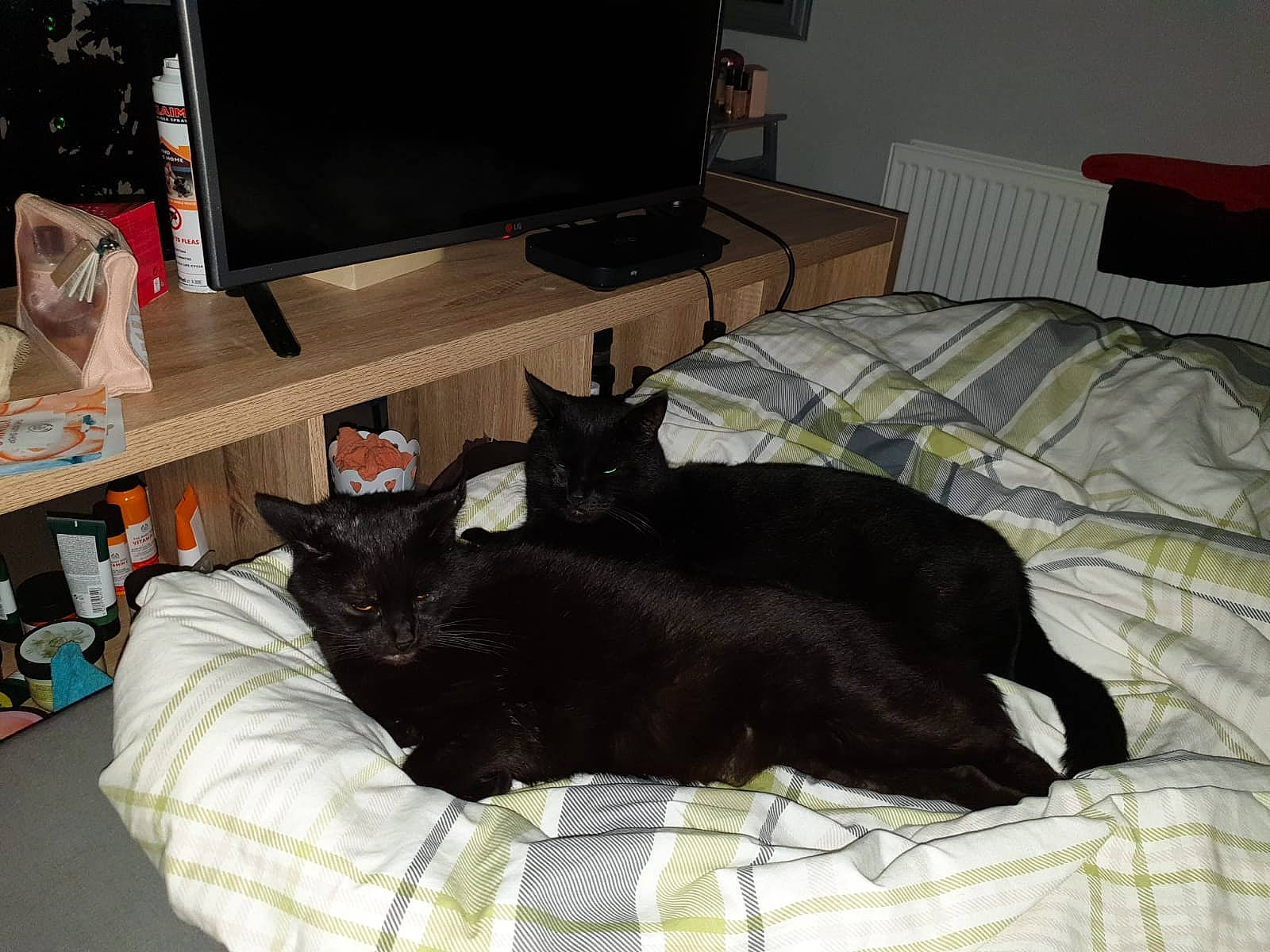 Kai joined the competition — help win amazing prizes! asian, black, black_cat, bombay, carnivore, cat, comfort, domestic_short_haired_cat, felidae, furniture, linens, nap, room, small_to_medium_sized_cats, tail, whiskers