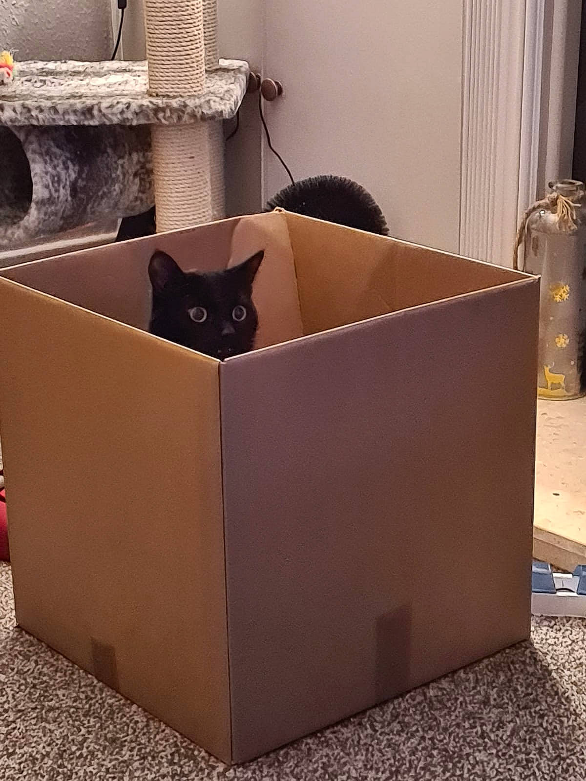 Bagheera joined the competition — help win amazing prizes! black_cat, box, cardboard, carton, cat, cat_furniture, cat_supply, felidae, furniture, litter_box, small_to_medium_sized_cats