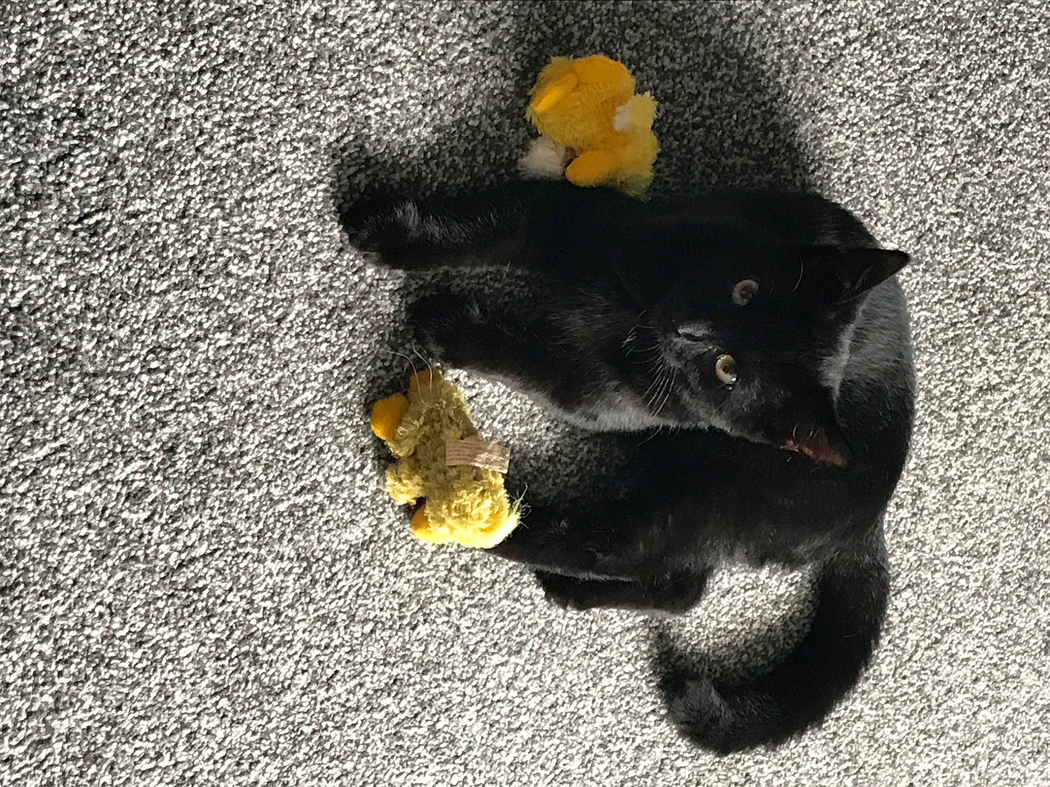 Bagheera joined the competition — help win amazing prizes! black_cat, canidae, carnivore, cat, claw, felidae, paw, small_to_medium_sized_cats, snout, tail